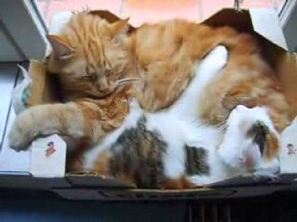 Boite pour chats