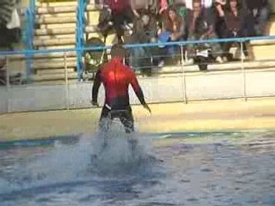 Les dauphins 2