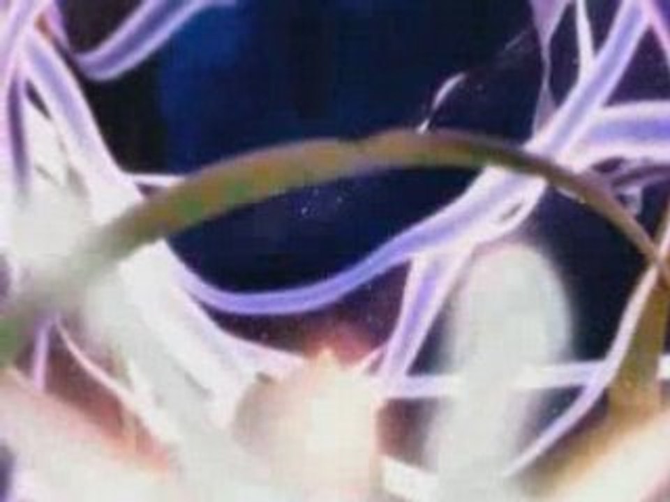 AMV Final fantasy X et X-2