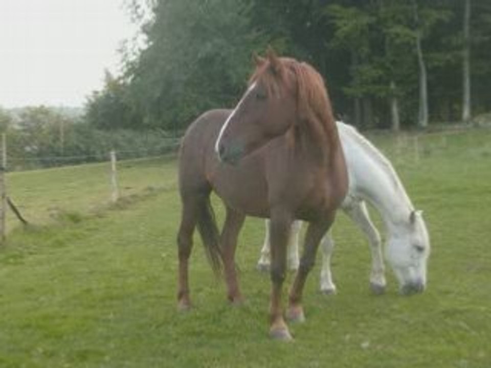 Hercule_0001
