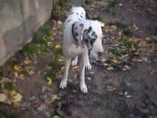 Video Baya Coca et Nagor 00005