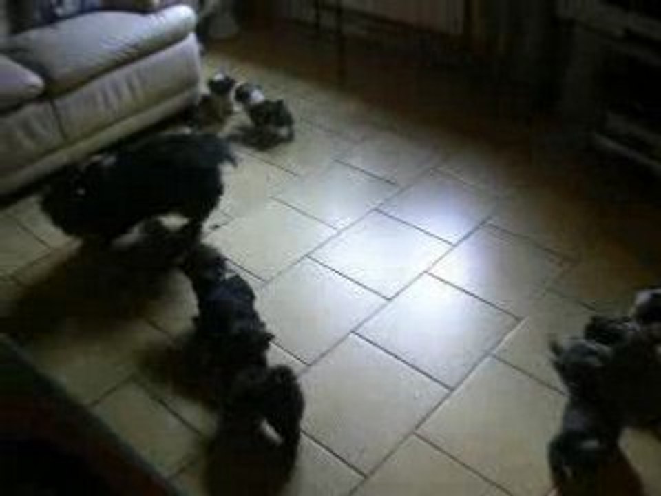 willow et les chiots