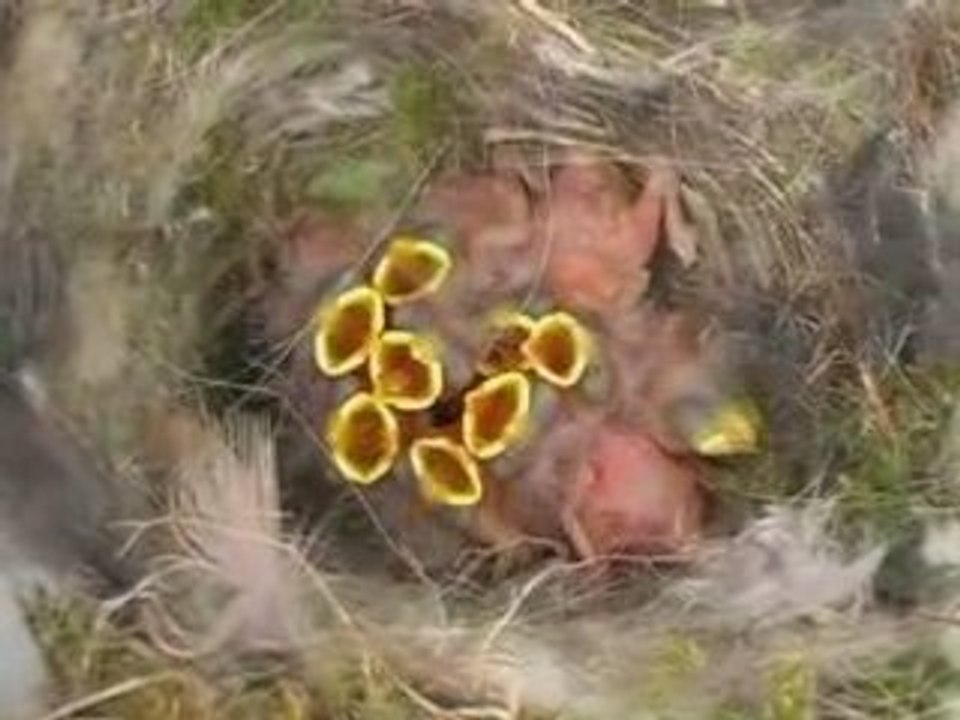 La vie d'un couple de mésanges bleues
