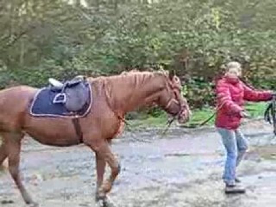 Debourrage noah3 004