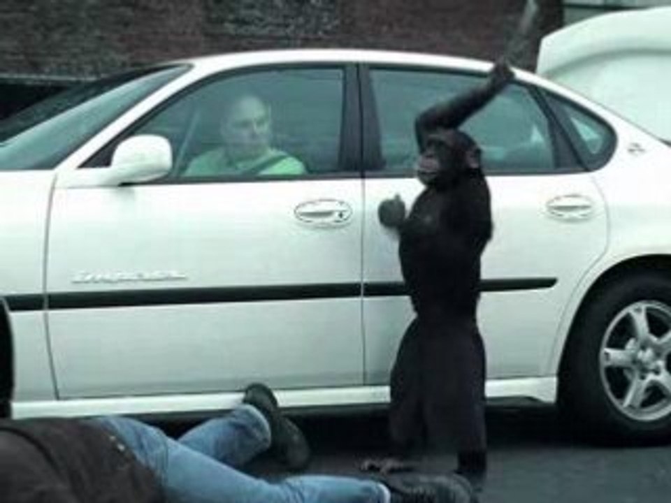 PUB - Suburban - Trunk Monkey °1