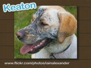 Ultra Kawaii - Messy Pets