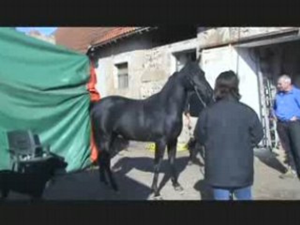 Swaheli Black Fame