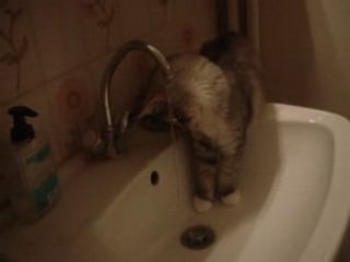 Chaton boit au robinet