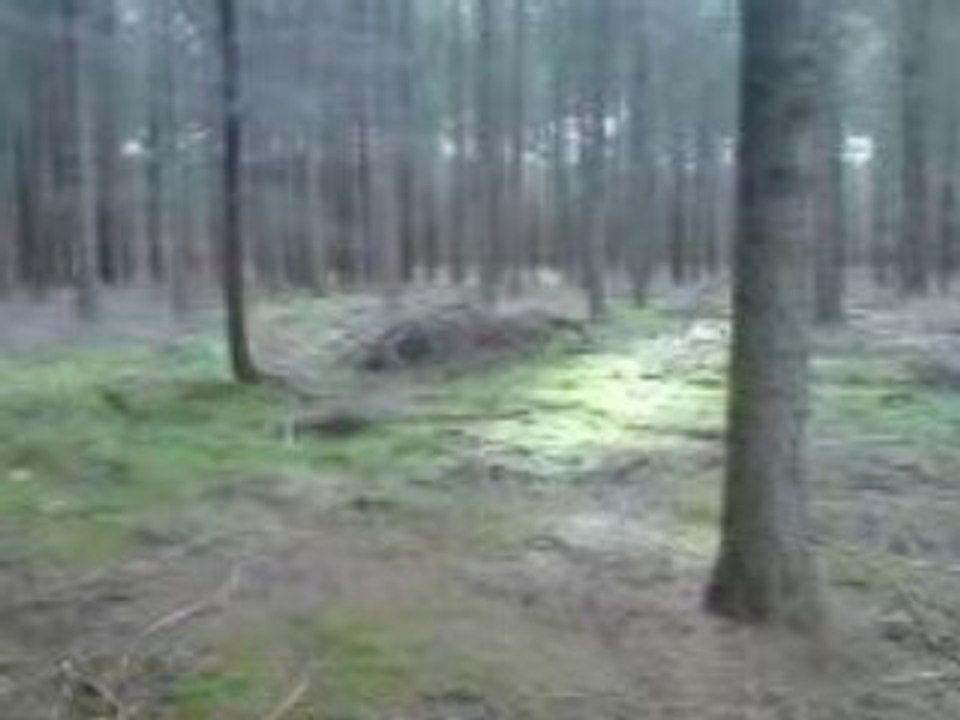 Charlie et Anke en foret