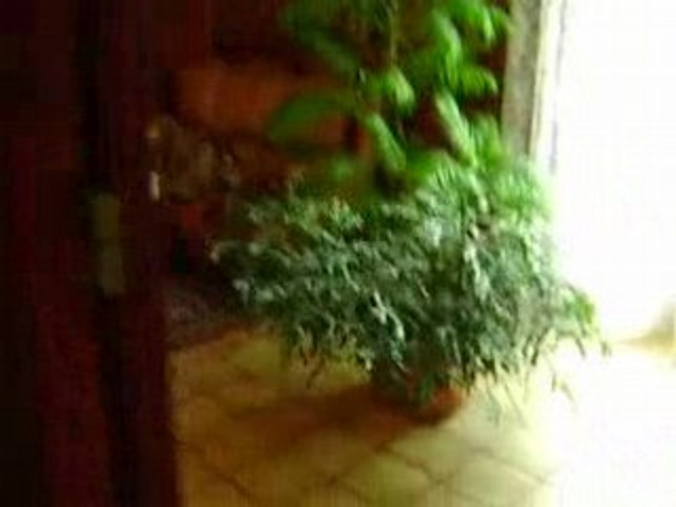 081111 Video Ju