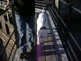 Trakken, dogue argentin, sur une passerelle