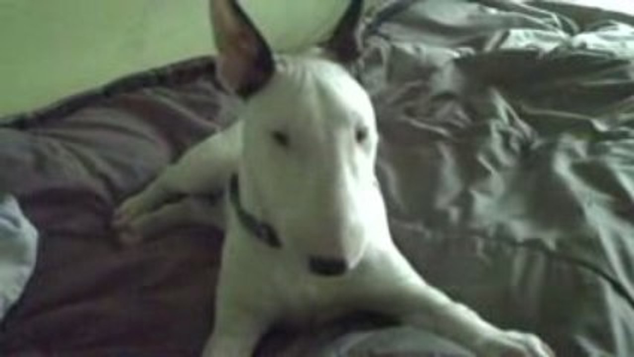 bull terrier