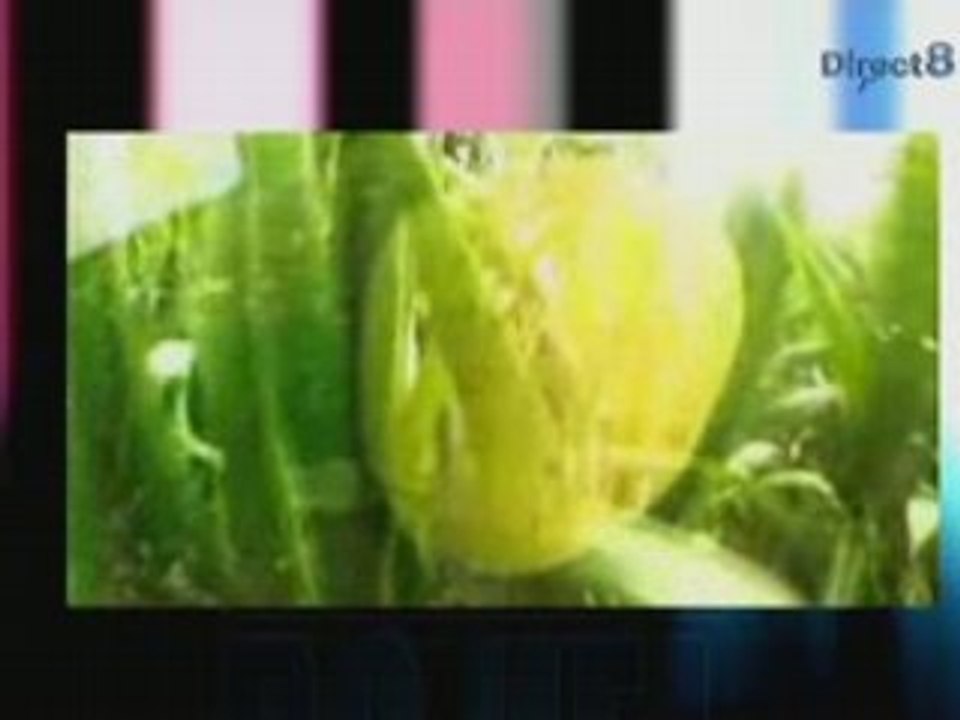 Patator Ben, Ludo & Rod sur les Perles du Net, DIRECT 8