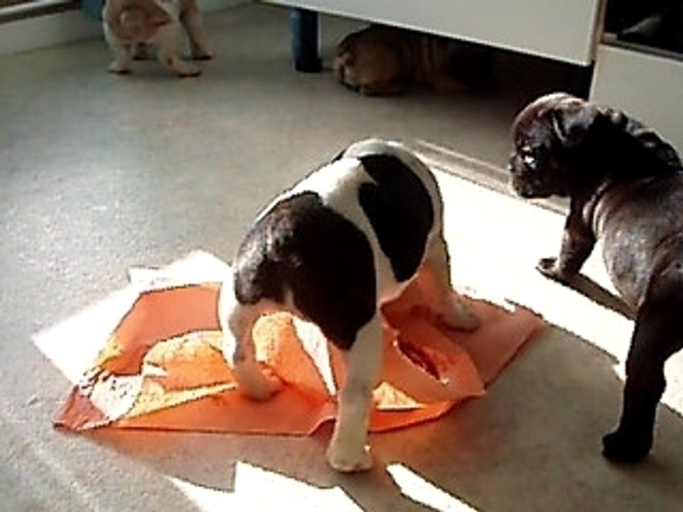 Vidéo boulis 11 nov.2008