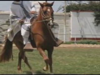 Caballo de Paso Peruano LOS MOCHICAS El Guayacan