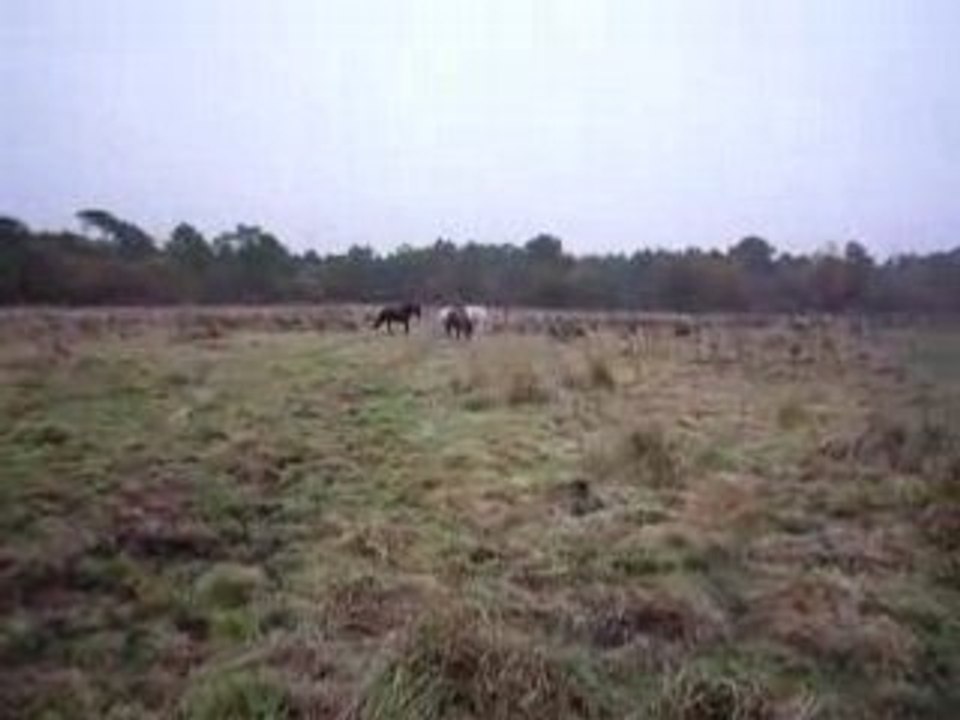 farceur dans son pré
