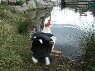 Un canard qui a du rythme...