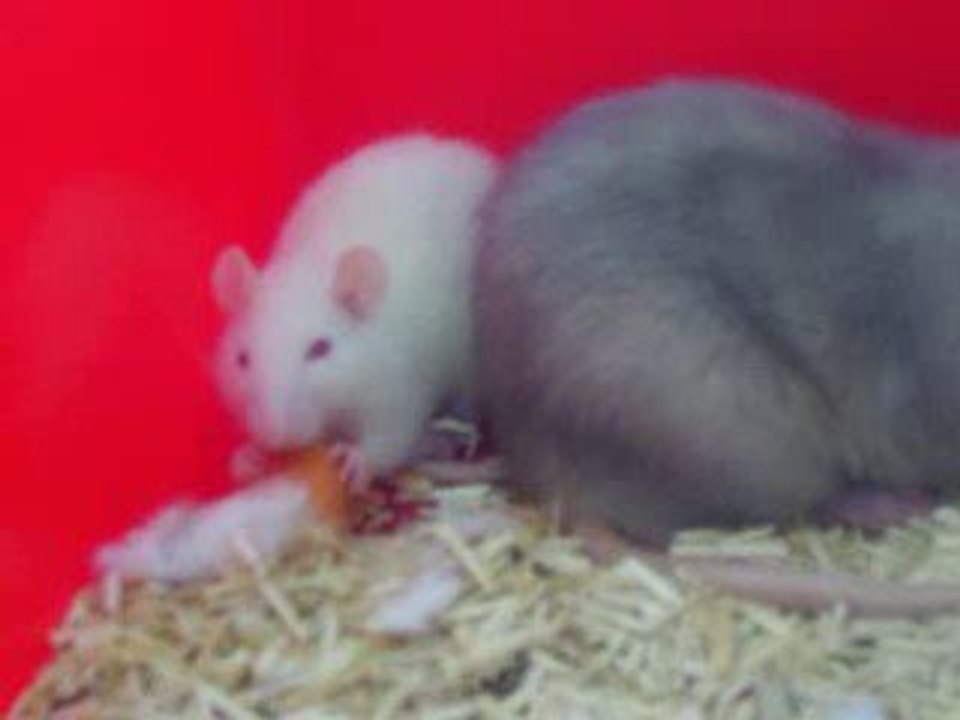 Quand on mange la carotte, on mange.