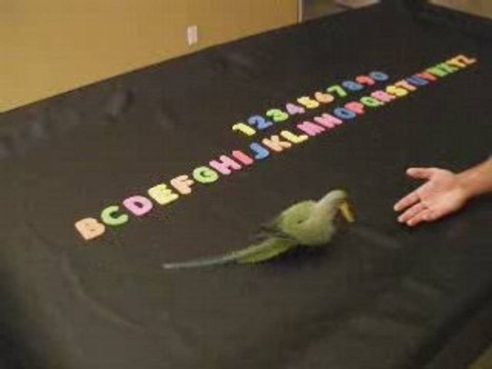 AJ Learning the Alphabet