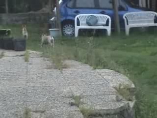 Diadem&Nono au jardin