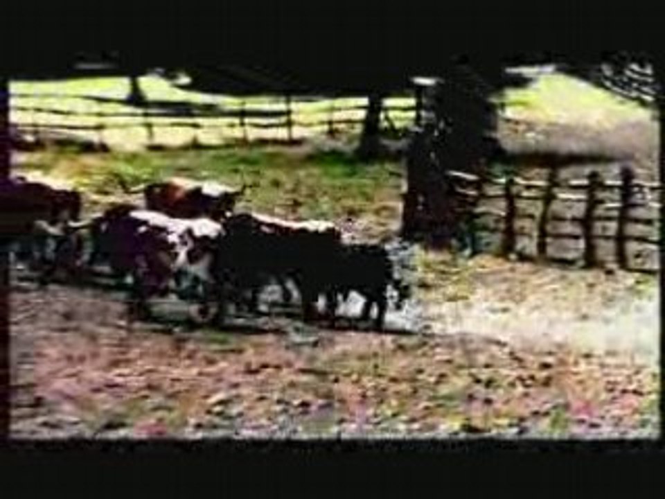 TORERO