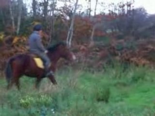 première sceance de plat poulain