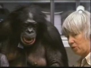 Kanzi: Lenguaje en bonobos