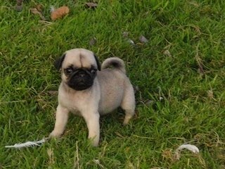 LES CARLINS DES GARDES DU TEMPLE