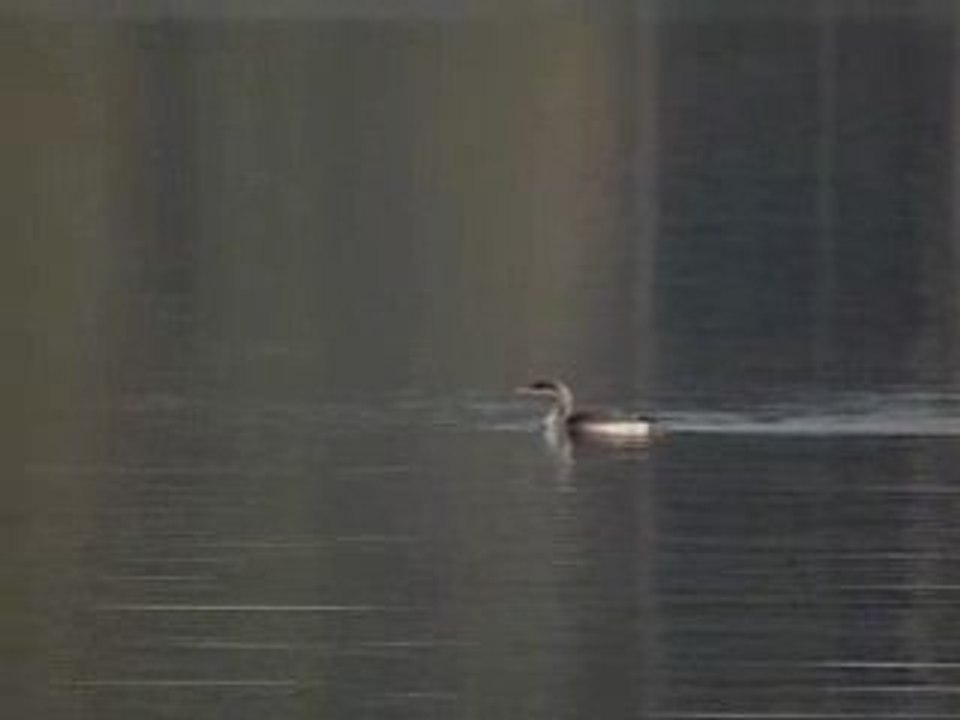 Plongeon arctique KP le 24 10 08