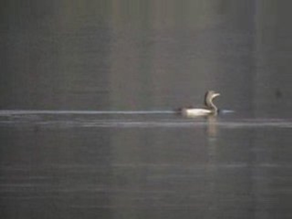 Plongeon arctique (2) KP 24 10 08