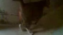 Pregnant cat2