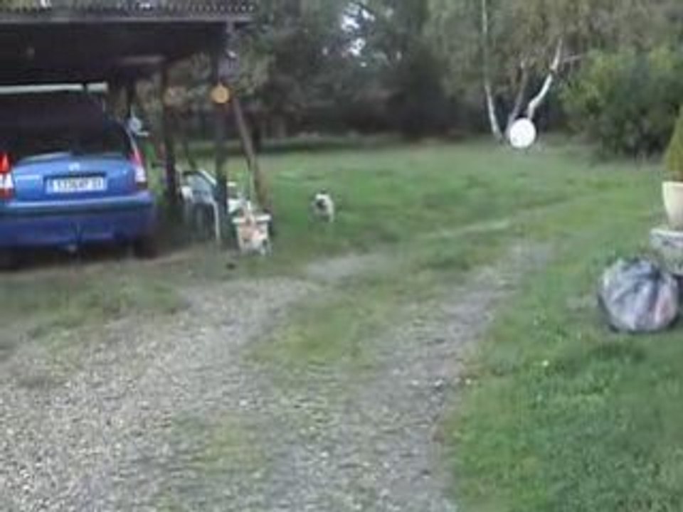 Les fous encore au jardin