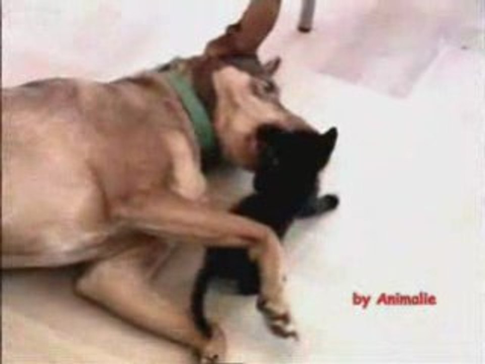 Guerra e pace animalesche