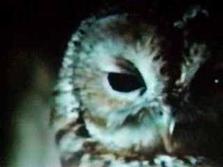 Trois noisettes pour C. pt 26