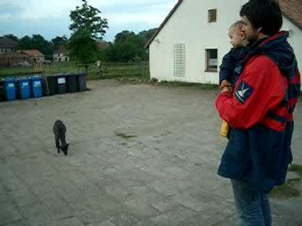 Schafe auf dem parkplatz