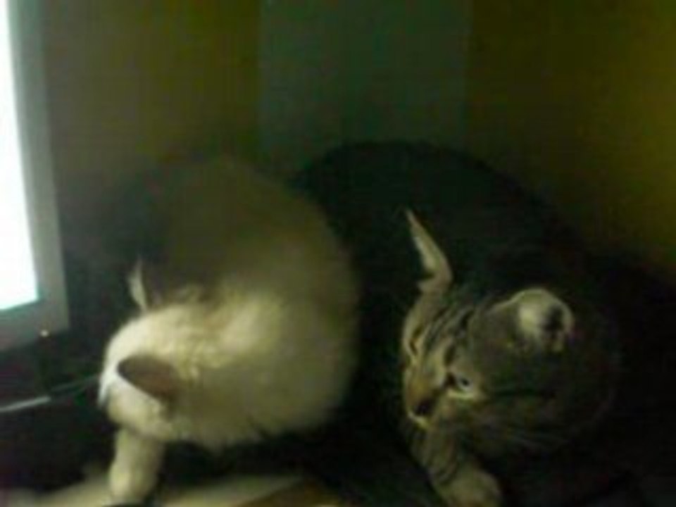 2 chats, une souris ... 3 possibilités :)