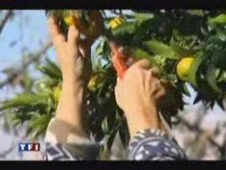Cueillette des clémentines Françaises