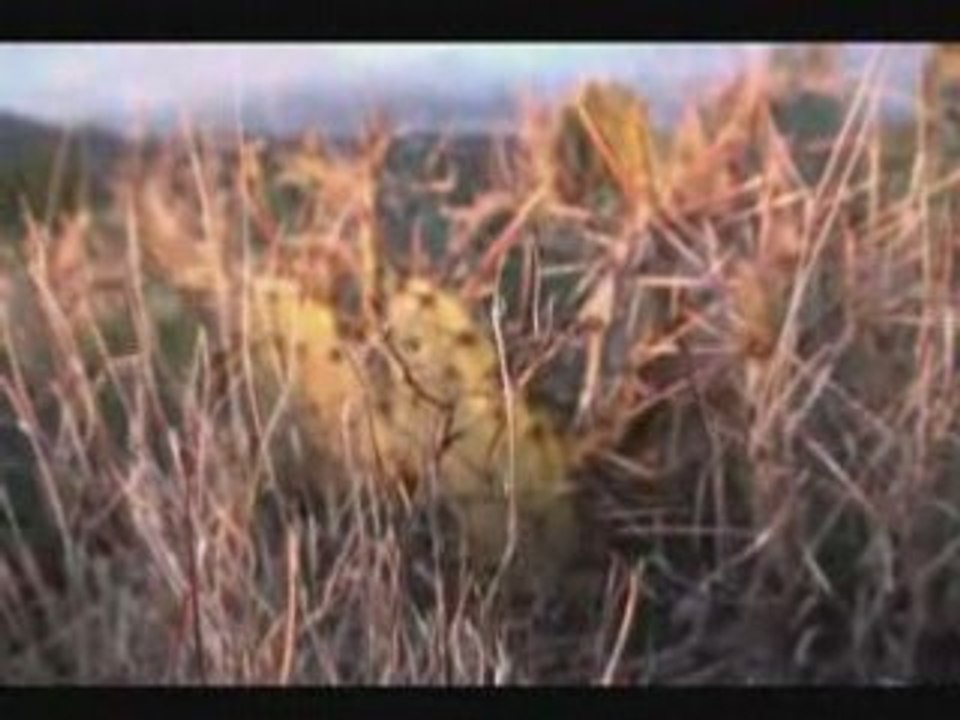 NICE - Improvised Microtonal Multiphonic Convergences