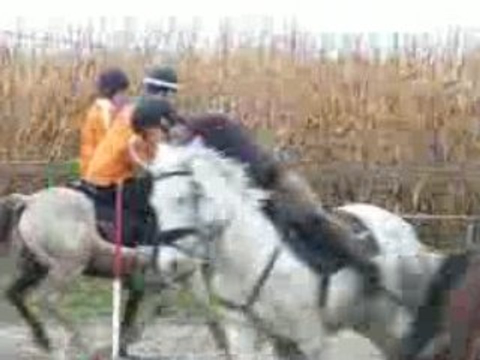 compet paire pony games