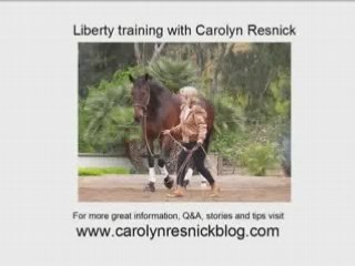 Liberty Training with horses