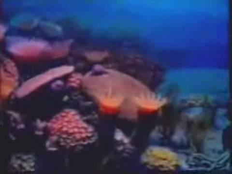 Evrim Teorisinin Çöküşü [Bölüm 3]