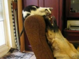 Vika vs Simba: Clash of the Titans 🏆