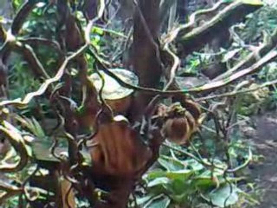 London Zoo Monkey