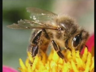 PIQURE D'ABEILLE - Vidéo   Vulgaris Médical3