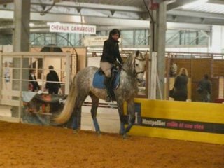 Salon du cheval 2008 orphé