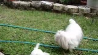 Maltese puppies in action Deerfield Beach FL