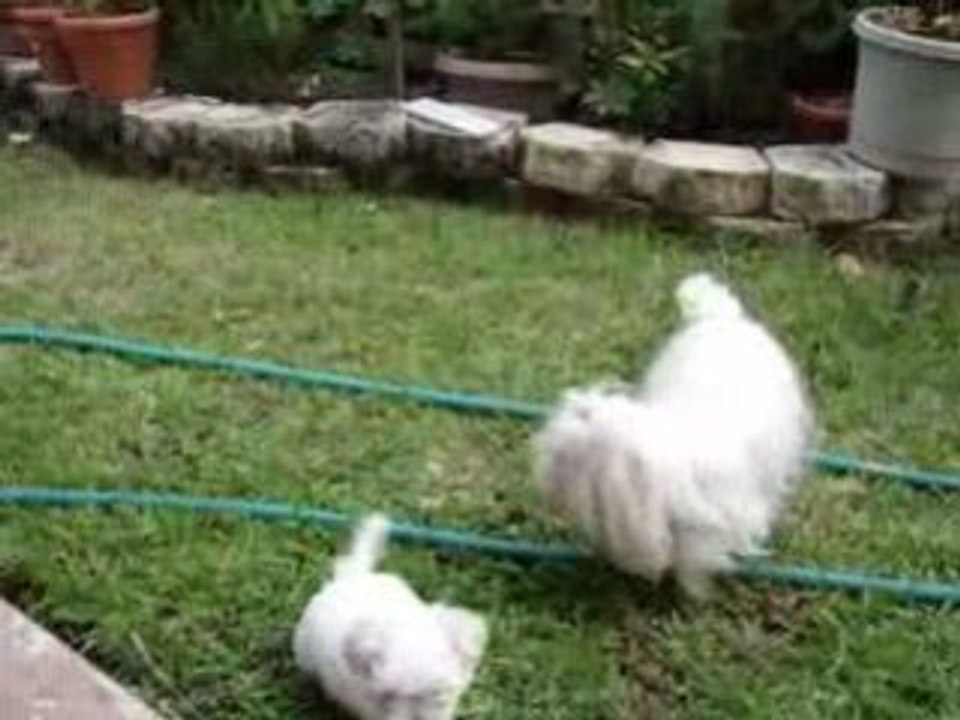 Maltese puppies in action Deerfield Beach FL