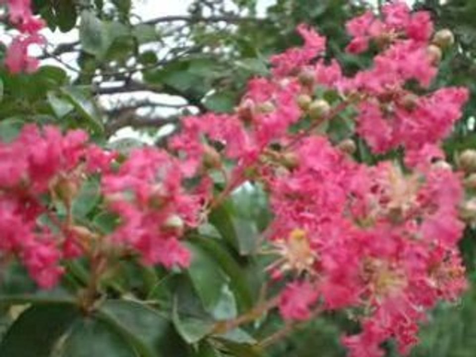 MOV00147