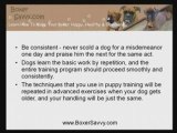 Boxer Puppy Training: Tips For Better Handling of your Dog