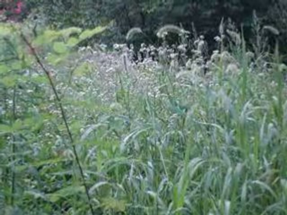 MOV00161